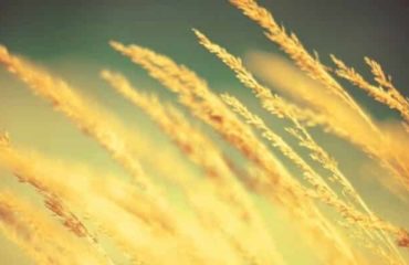 WIND